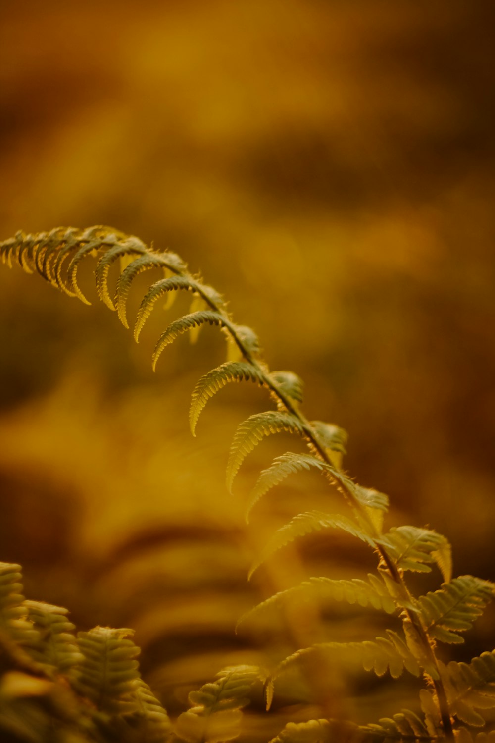 a close up of a plant with a blurry background