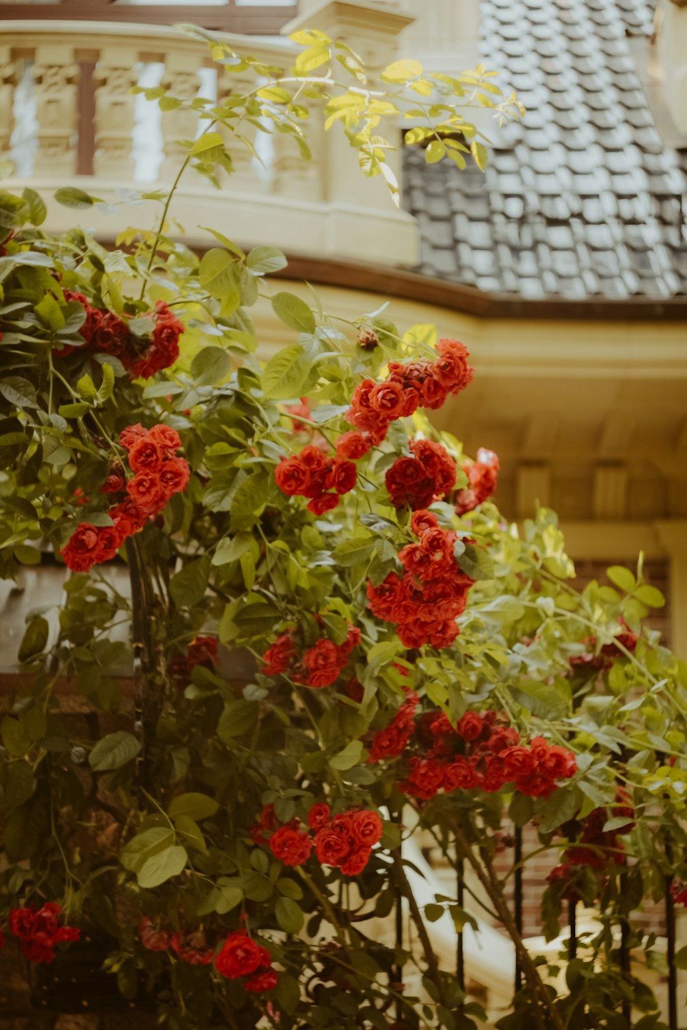 a bunch of red flowers in front of a building
