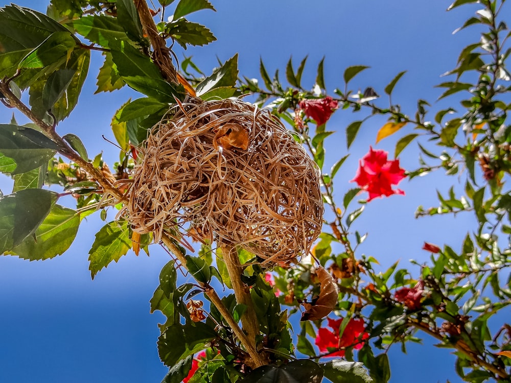 a bird nest in a tree with red flowers