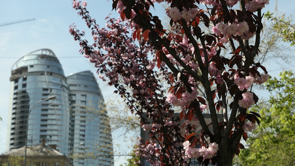 a tree with pink flowers in front of a tall building