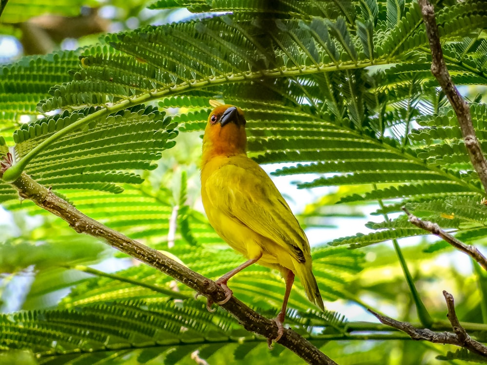 Ein gelber Vogel, der auf einem Ast sitzt