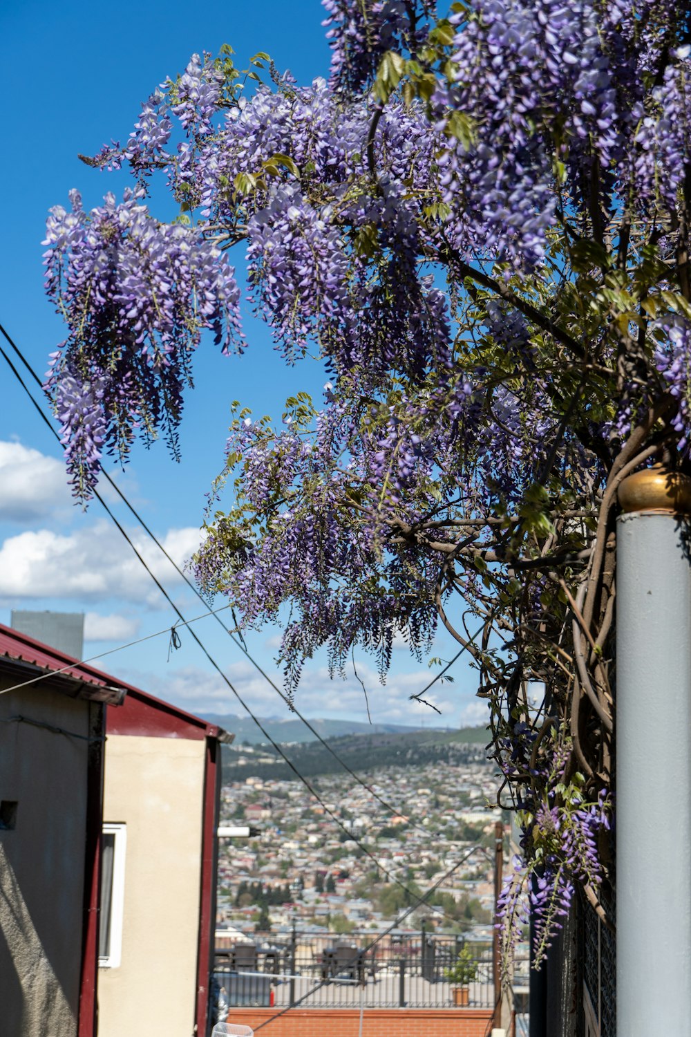 purple flowers are growing on the side of a building