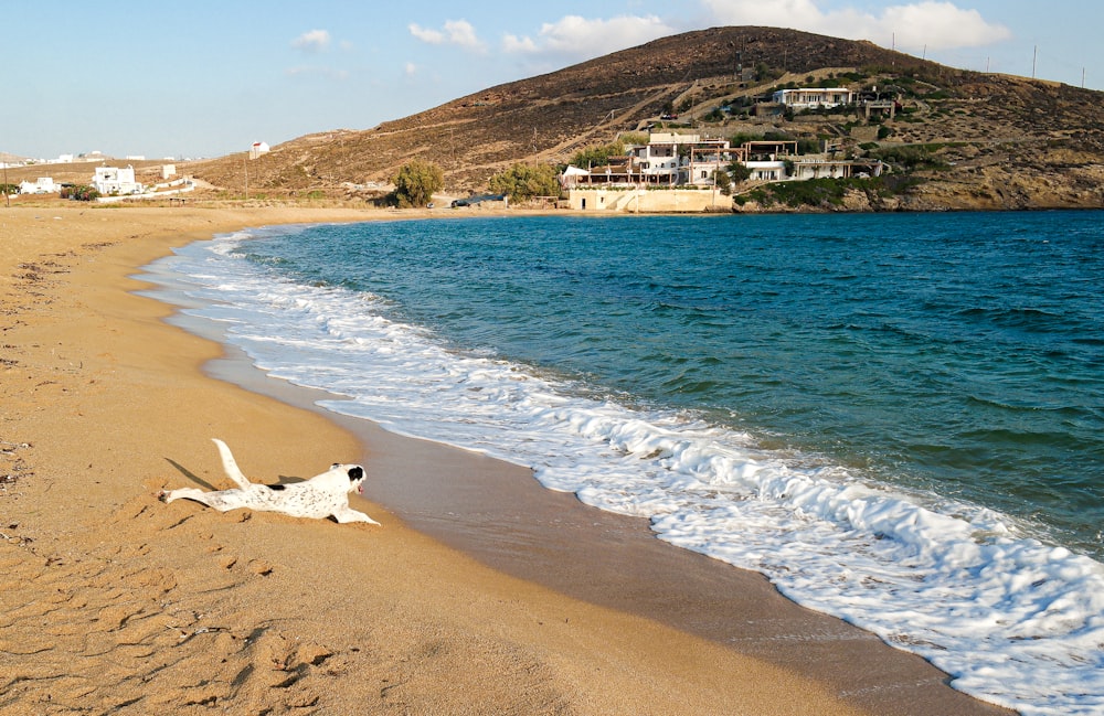 a dog laying on a beach next to the ocean