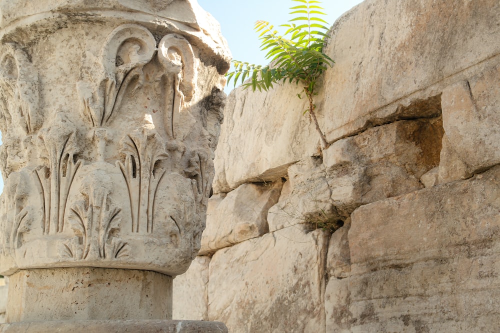 a close up of a stone pillar with a plant growing out of it