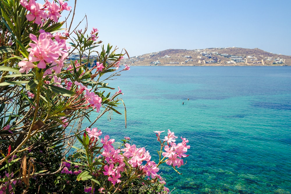 a body of water with a bunch of flowers in the foreground