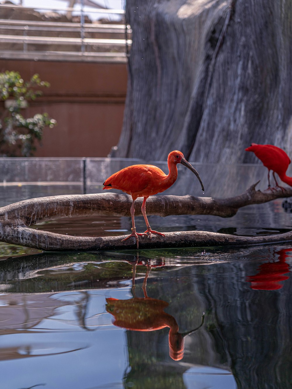 a couple of birds that are standing on a branch