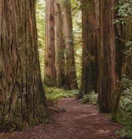 A serene redwood forest with sunlight filtering through the trees, representing tranquility and connection to nature.