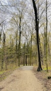 A peaceful path through a lush forest inviting reflection.