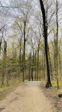 A quiet forest path bathed in soft morning light inviting reflection.
