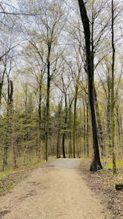 A serene forest path stretches forward, flanked by tall trees whose branches are dotted with early spring leaves. The ground is a mixture of soil and small gravel, creating a well-traveled trail. Light filters softly through the canopy, casting dappled shadows across the path. The mood is peaceful, inviting a quiet walk or reflection.