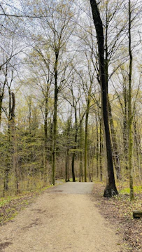 A serene forest path bathed in soft morning light, inviting reflection.