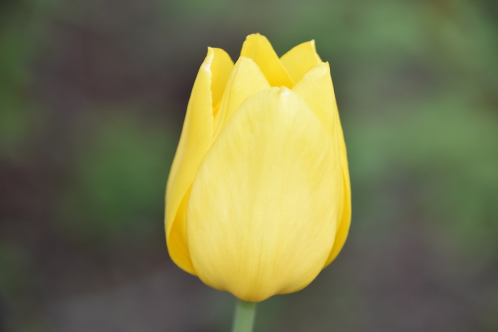 a single yellow tulip with a blurry background