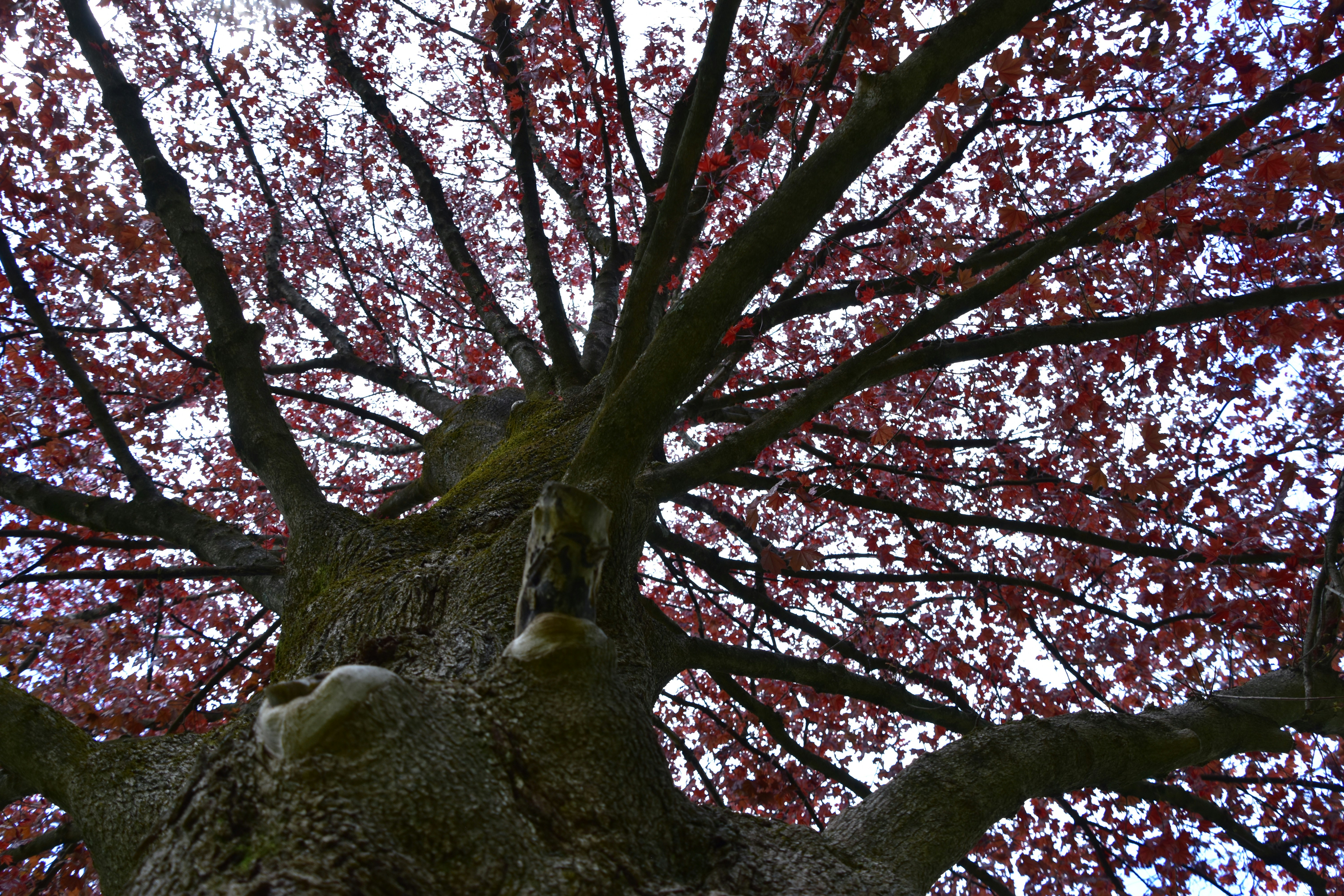 An ancient weeping cherry tree in full bloom at Honmanji Temple in Kyoto, with delicate pink petals cascading towards the ground, surrounded by a serene temple garden in soft watercolor style.