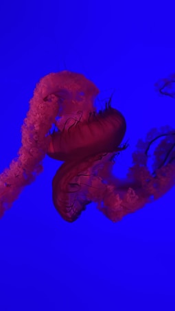 A vibrant jellyfish with long, flowing tentacles set against a deep blue background. The jellyfish has a translucent body with shades of red and pink.