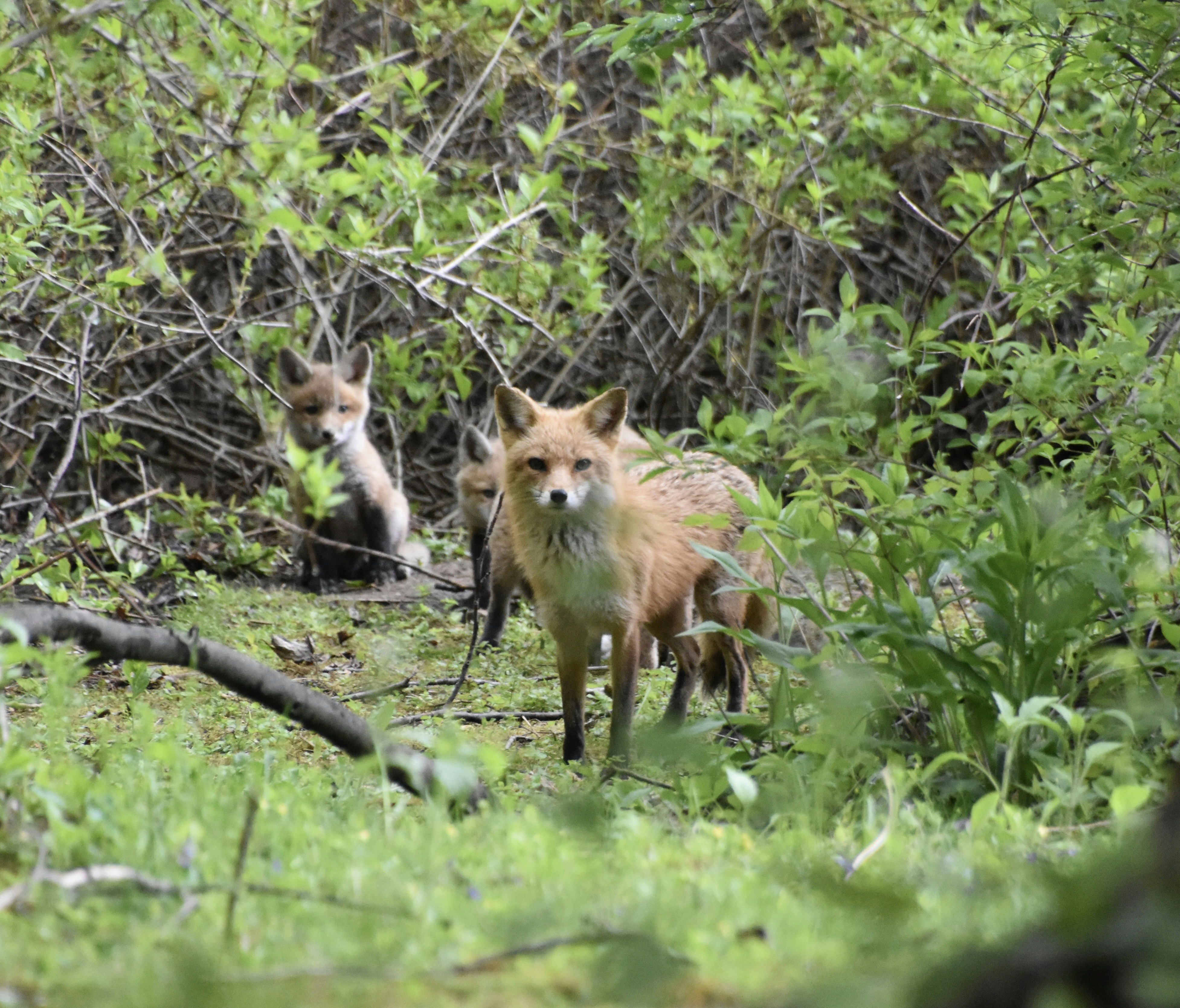 A couple of foxes walking through a forest photo – Free Wildlife Image