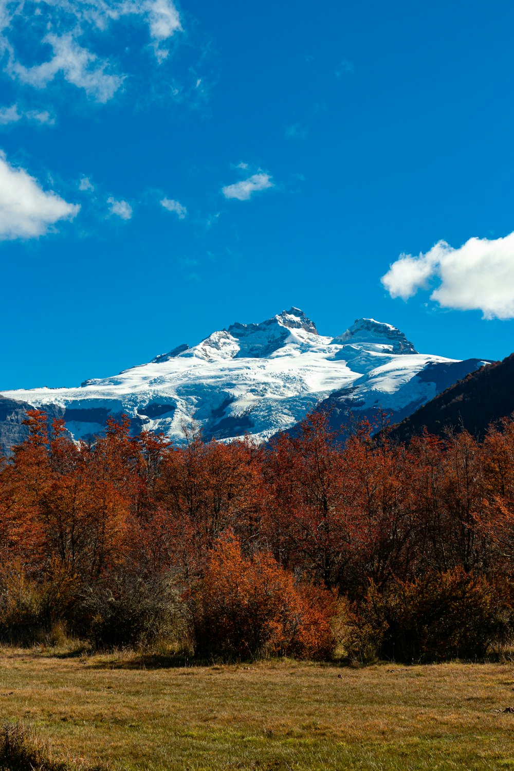 a mountain covered in snow and surrounded by trees