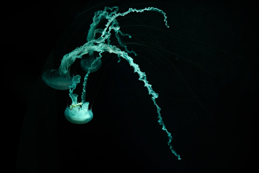 a jellyfish in the dark with its tentacles exposed