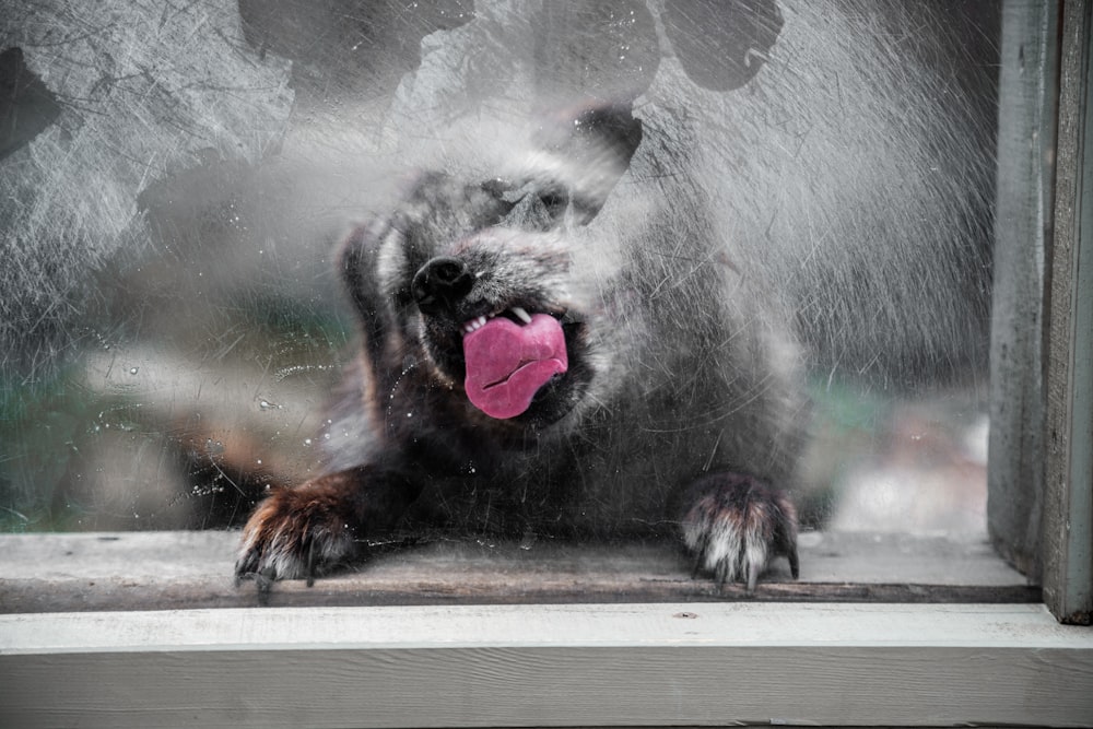 a dog sticking its tongue out of a window