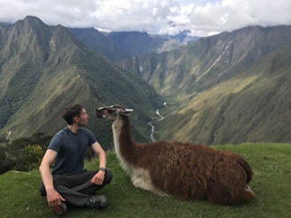 A calm lama gently interacting with a child during a therapy session outdoors.