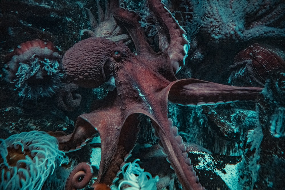 an octopus is laying on the ocean floor