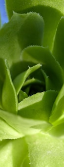 The image features a close-up of a green succulent plant, showcasing its vibrant, fleshy leaves. The leaves are arranged in an overlapping, rosette pattern, with some showing tiny serrations along the edges.