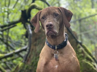 A brown dog with floppy ears and a black collar sits attentively in a lush, green wooded area. The background is filled with blurred greenery and branches, creating a serene, natural setting.