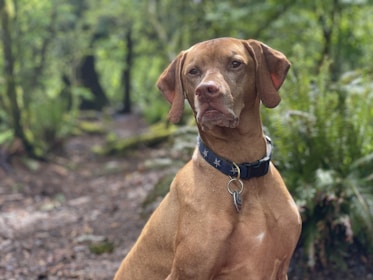 A well-trained hunting dog attentively waiting beside its owner in the forest.