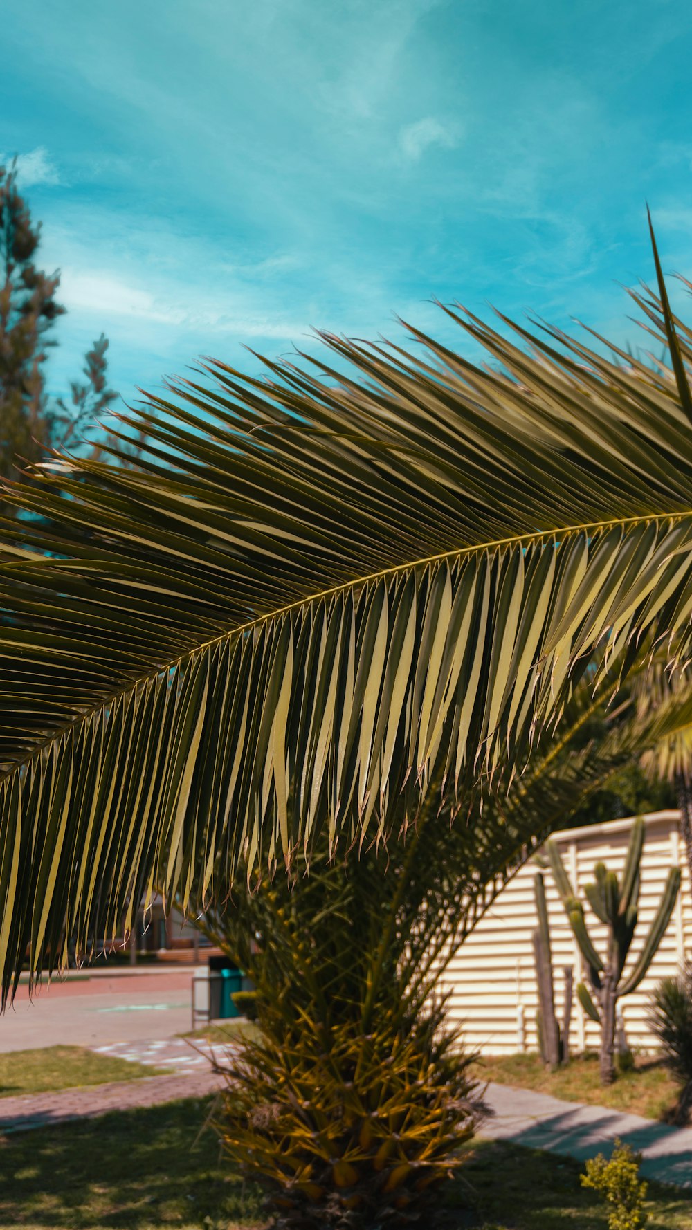 a palm tree in front of a house