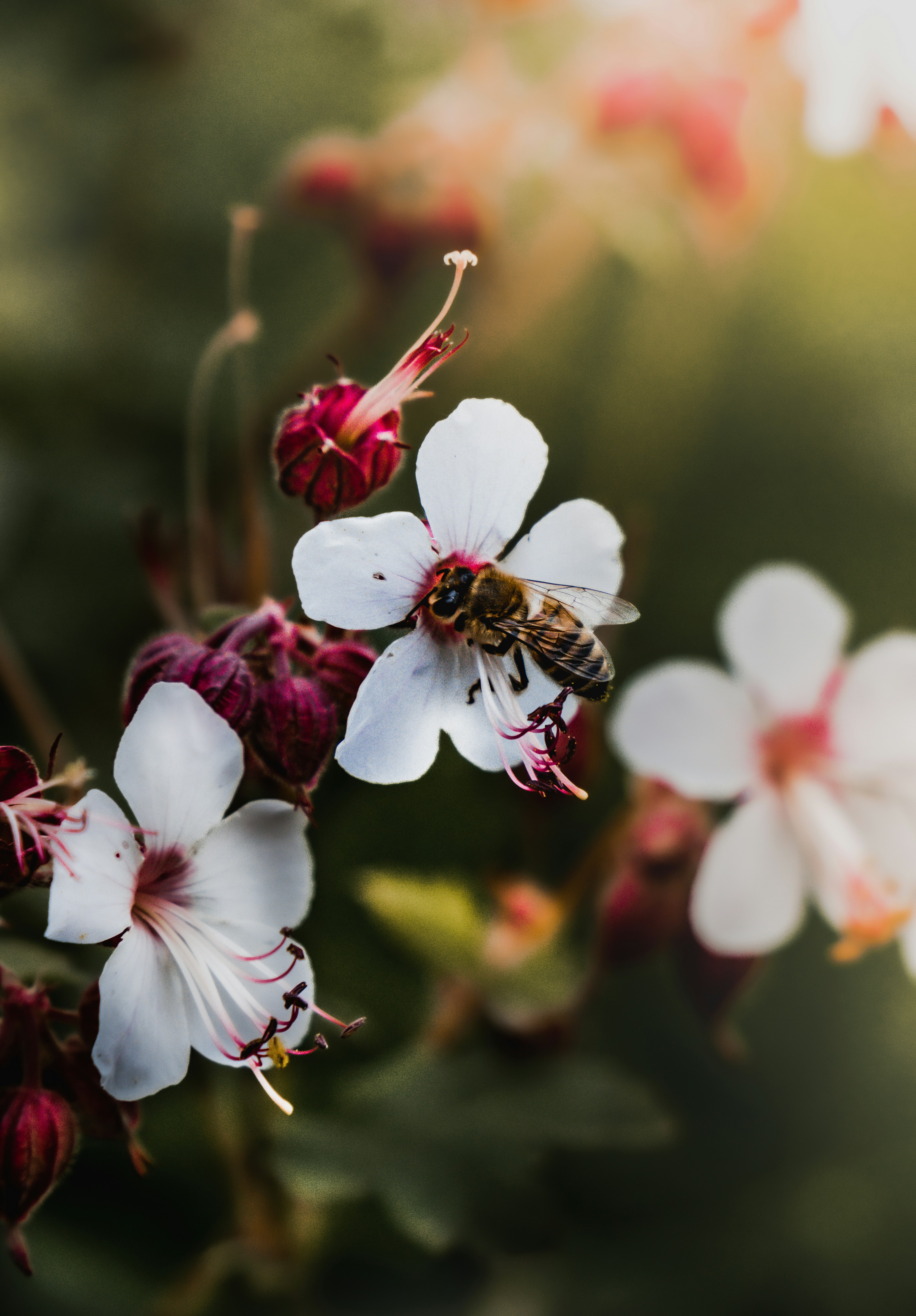 Photo by tomatopictures1