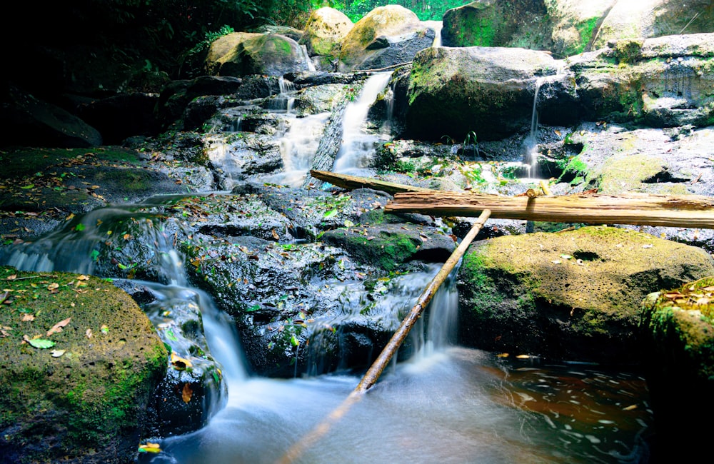 a stream of water running through a lush green forest