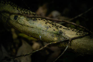 A colony of black ants working together on a textured mossy branch
