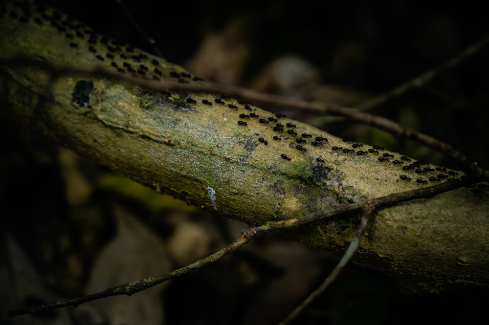 a close up of a tree branch with lots of black dots on it