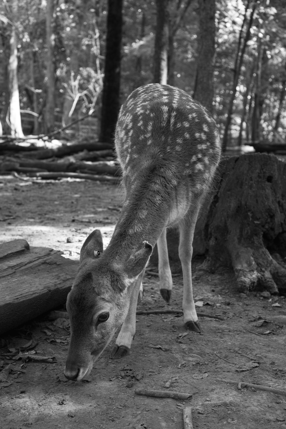 a black and white photo of a deer in the woods