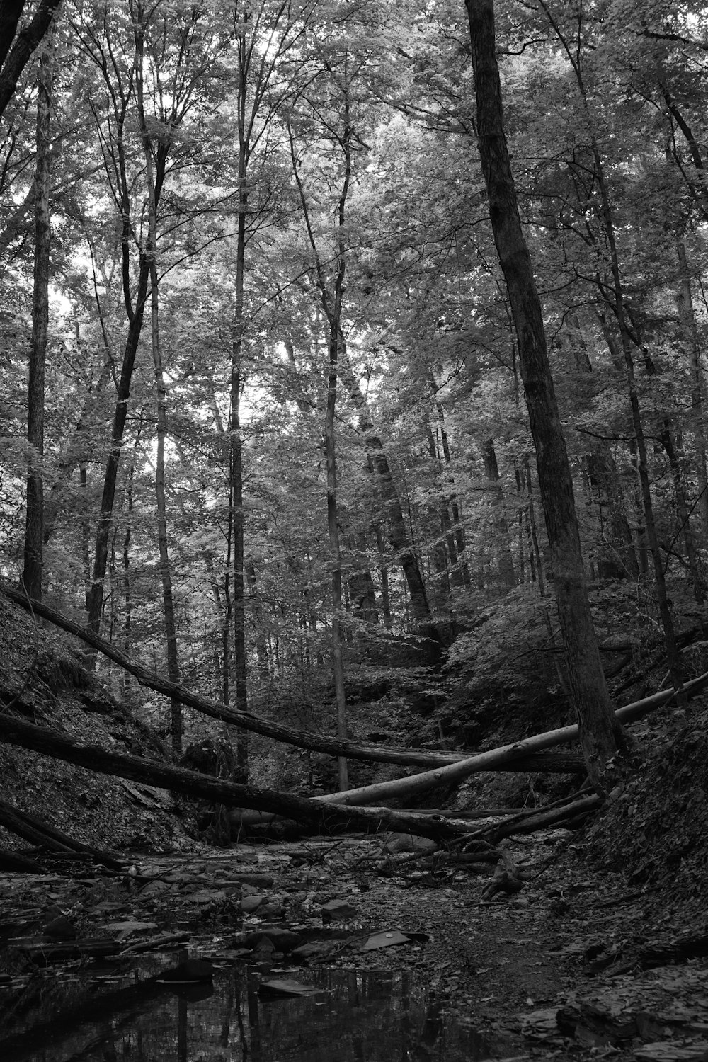 a black and white photo of a stream in the woods