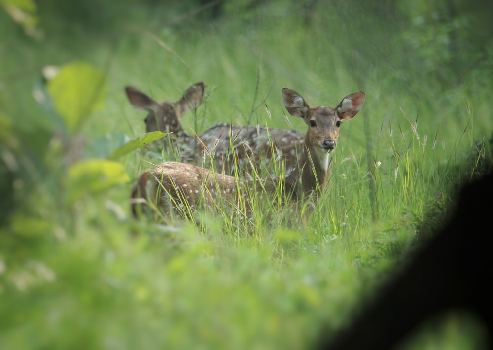 a couple of deer standing on top of a lush green field