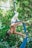 A woman is performing aerial acrobatics using blue silk ribbons suspended from above. She is gracefully hanging upside down with her body elegantly wrapped around the fabric. The background is filled with lush green trees, suggesting an outdoor setting.