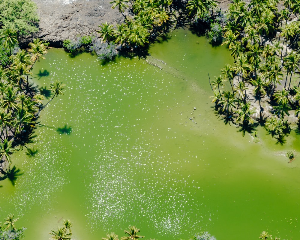 ヤシの木に囲まれた緑の湖の空撮