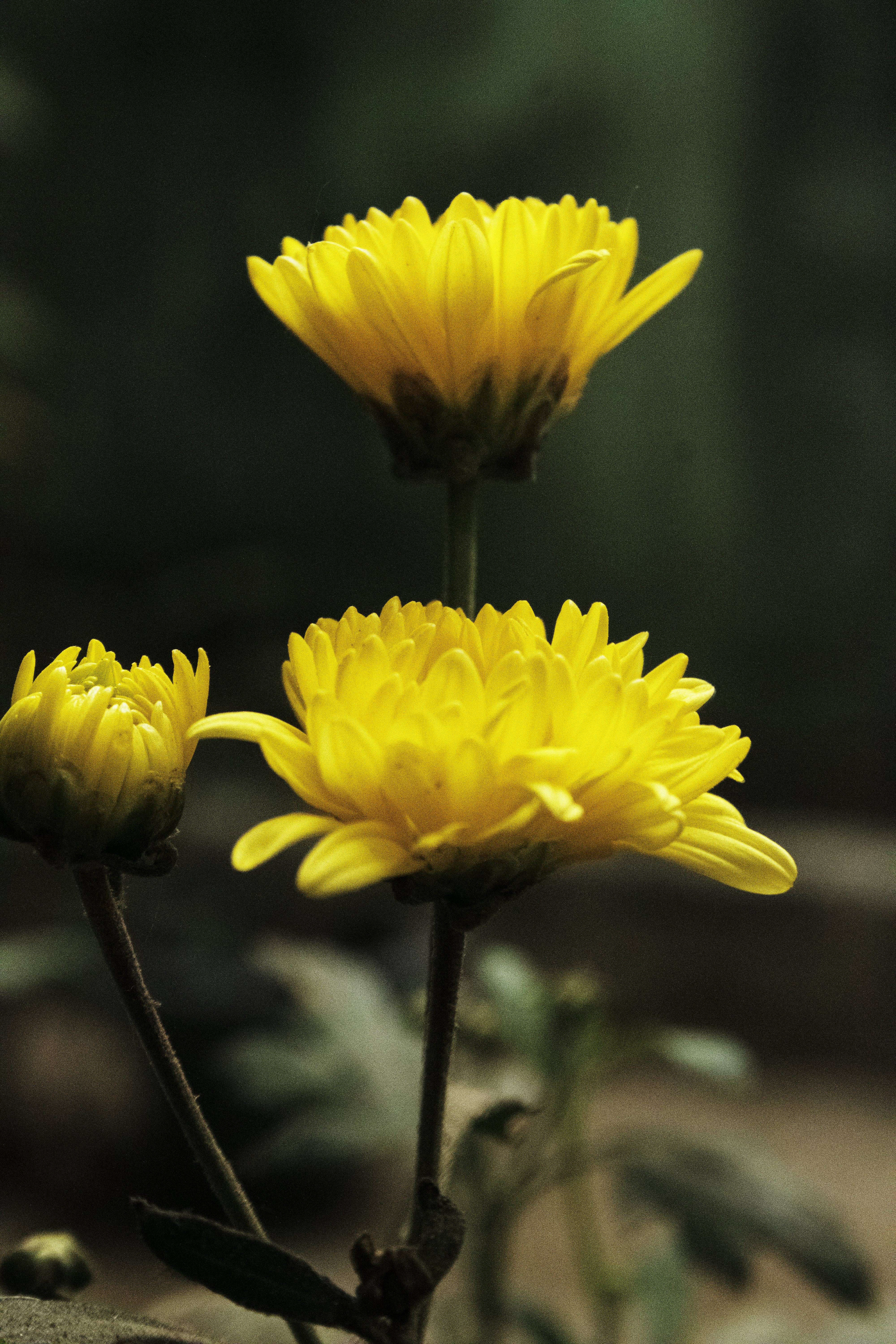 Photo by auto_focus4