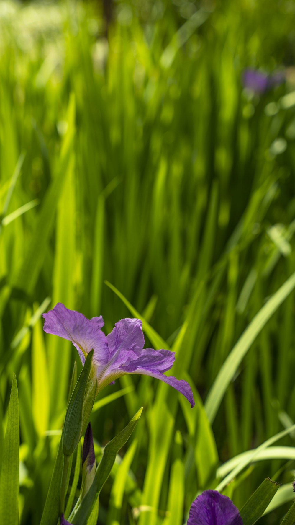 a close up of a purple flower in a field of grass