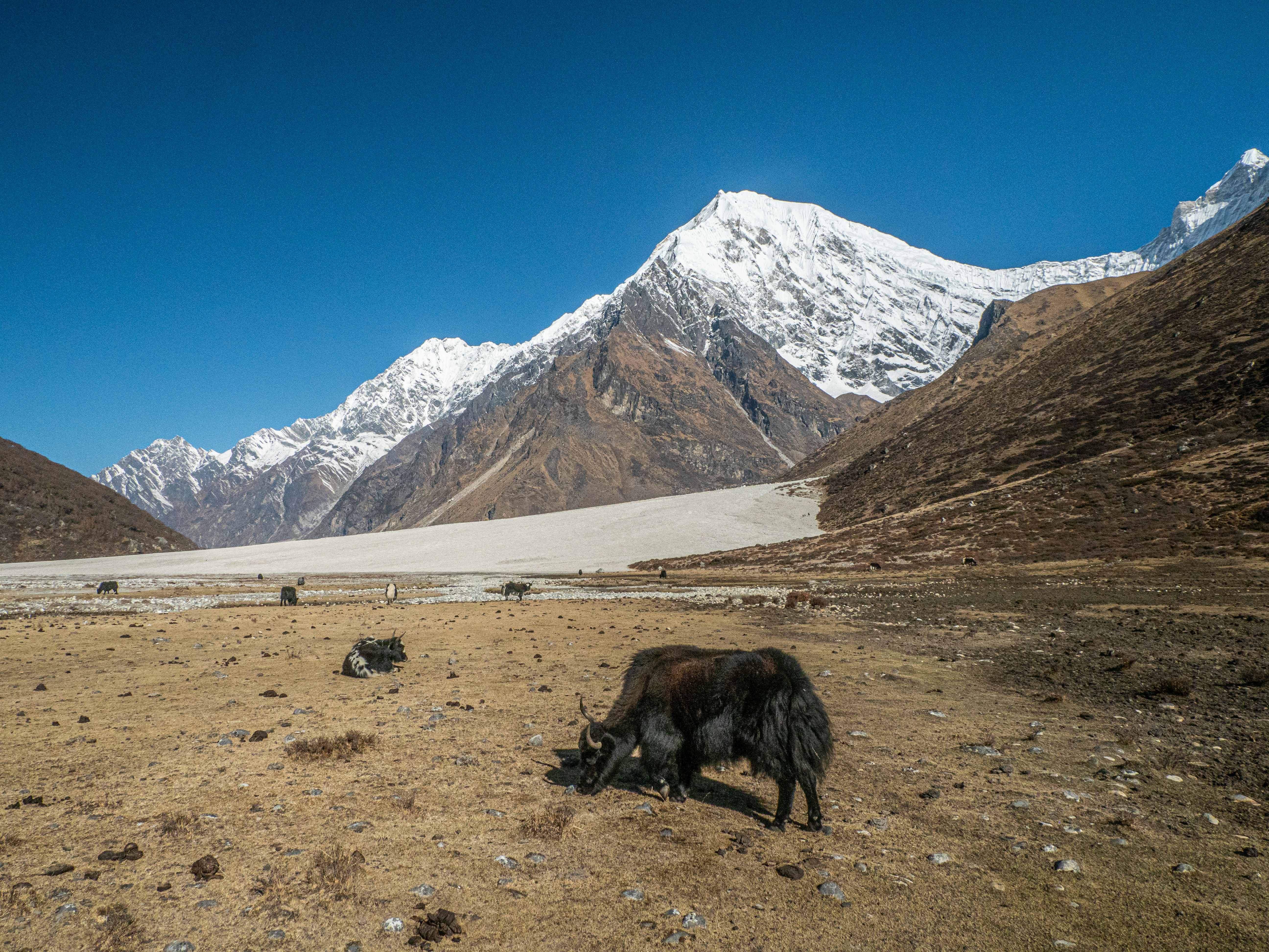 Vegetation on the Tibetan Plateau: A Study in Resilience