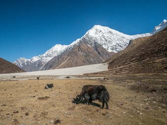 A vast mountainous landscape with snow-capped peaks under a clear blue sky. Brownish grasslands spread across the foreground, where several yaks can be seen grazing.