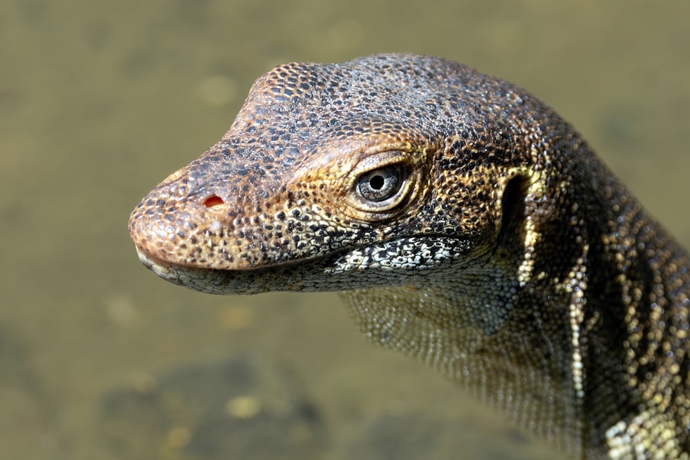 a close up of a lizard in the water