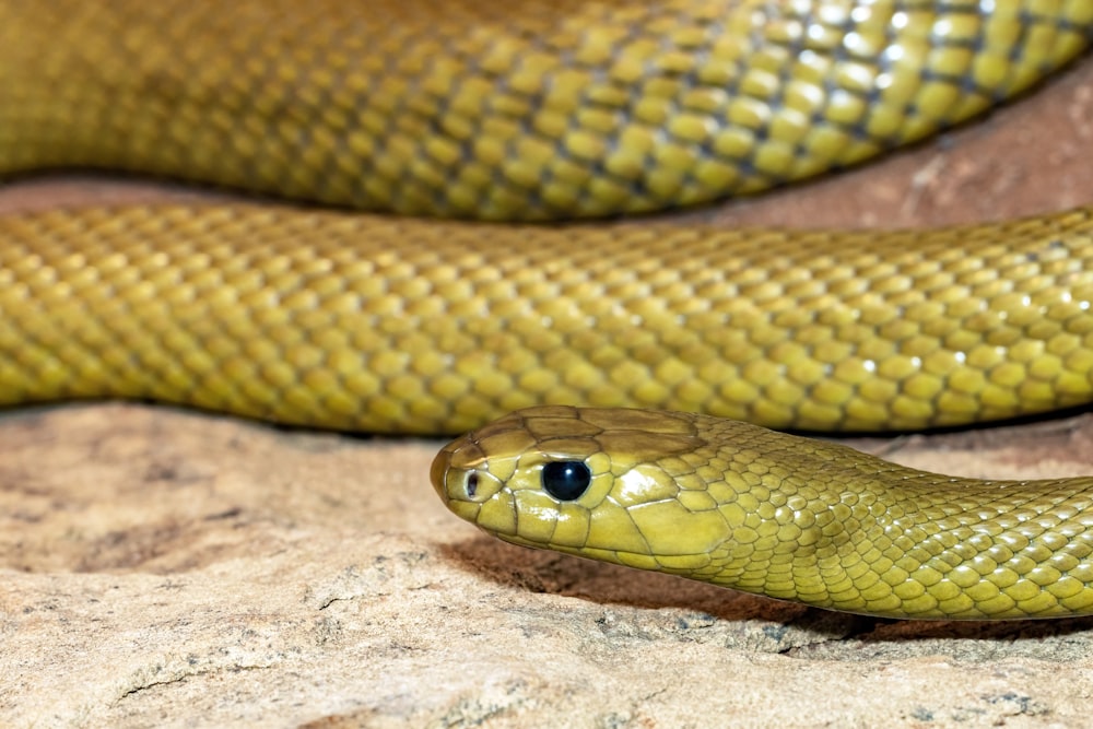 a close up of a green snake on a rock