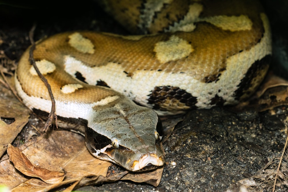 a close up of a snake on the ground