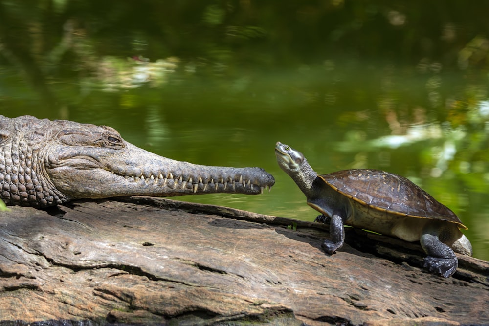 two turtles are playing with a crocodile on a log