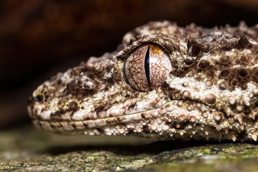 A close-up of a reptile's face showcases intricate scale patterns and textures. The lizard's eye is prominent, displaying a detailed iris with shades of brown and black. Its camouflaged skin blends seamlessly with a natural, earthy background.