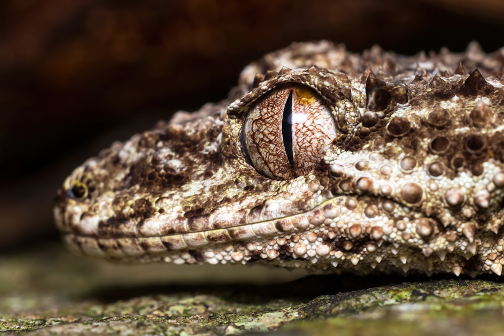 a close up of a frog's face on a rock