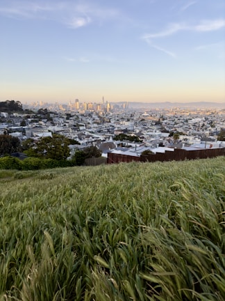 A sunlit open plot with fresh green grass and a distant city skyline.