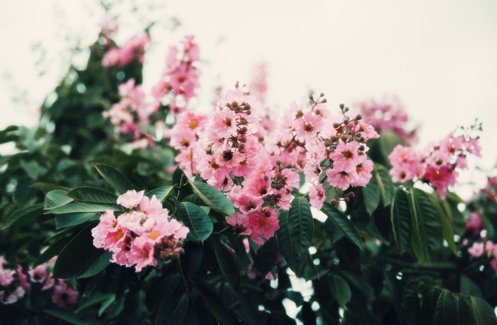 a bunch of pink flowers that are on a tree
