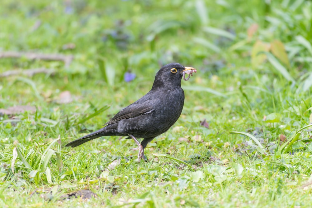 a black bird standing on top of a lush green field